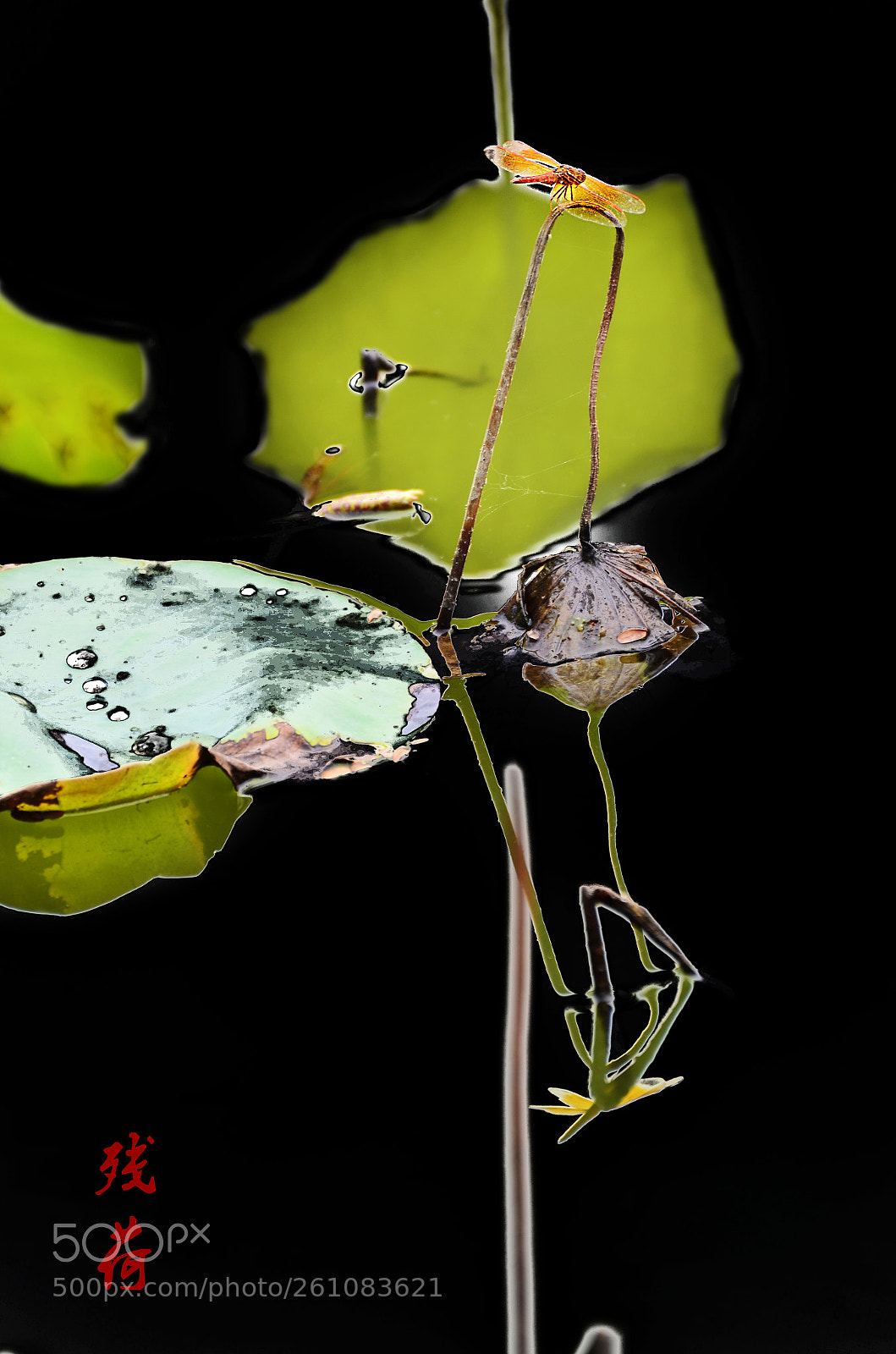 Nikon D7000 sample photo. Untitled photography