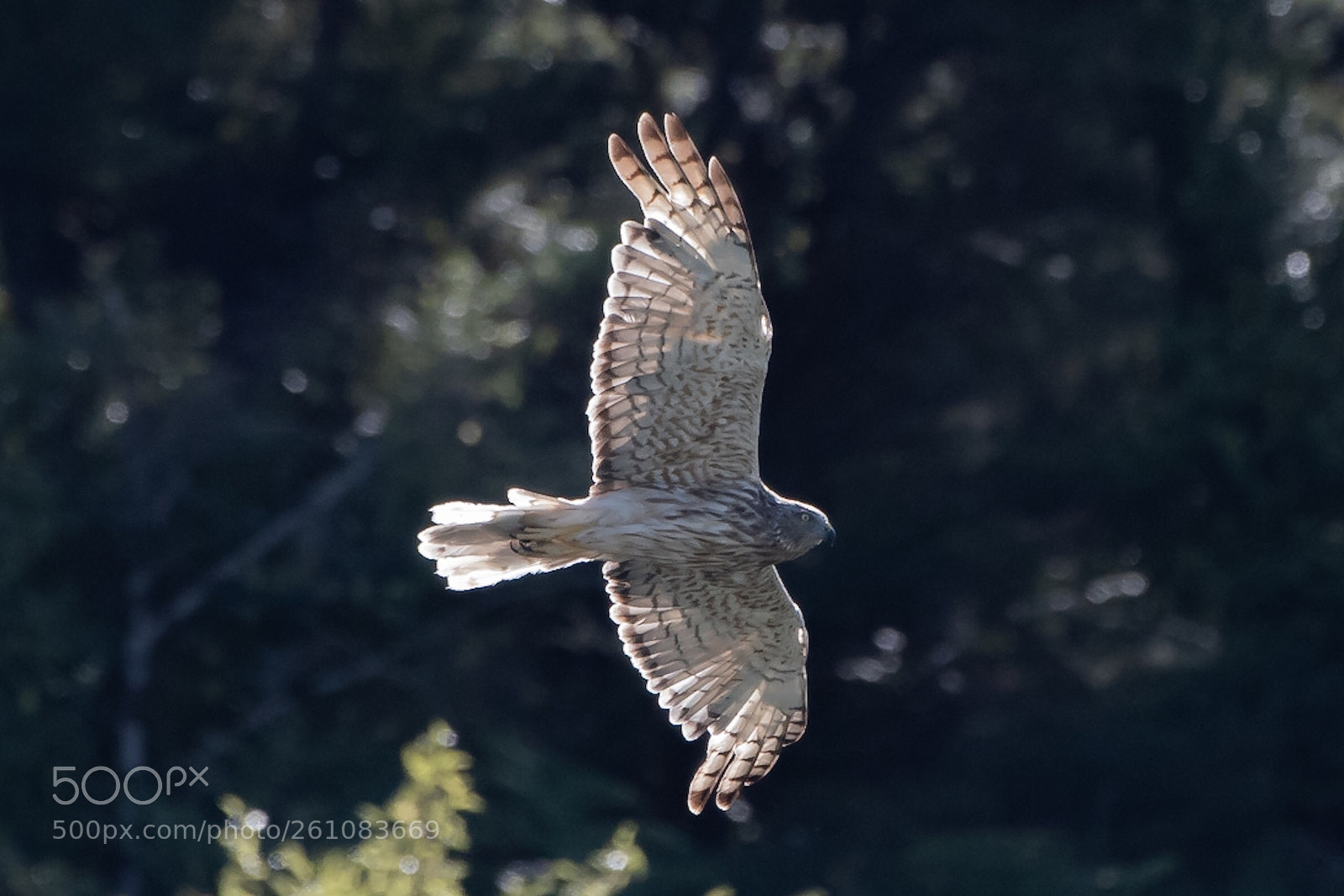 Nikon D500 sample photo. Swamp harrier k hu photography