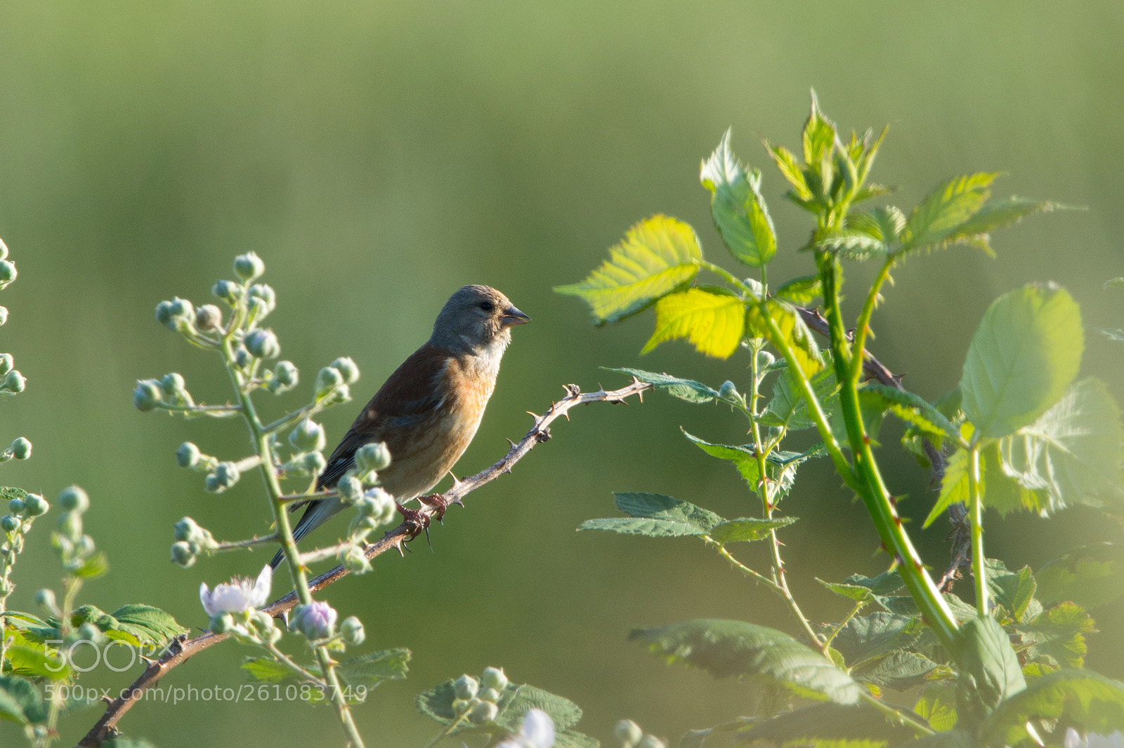 Nikon D7100 sample photo. The common linnet photography