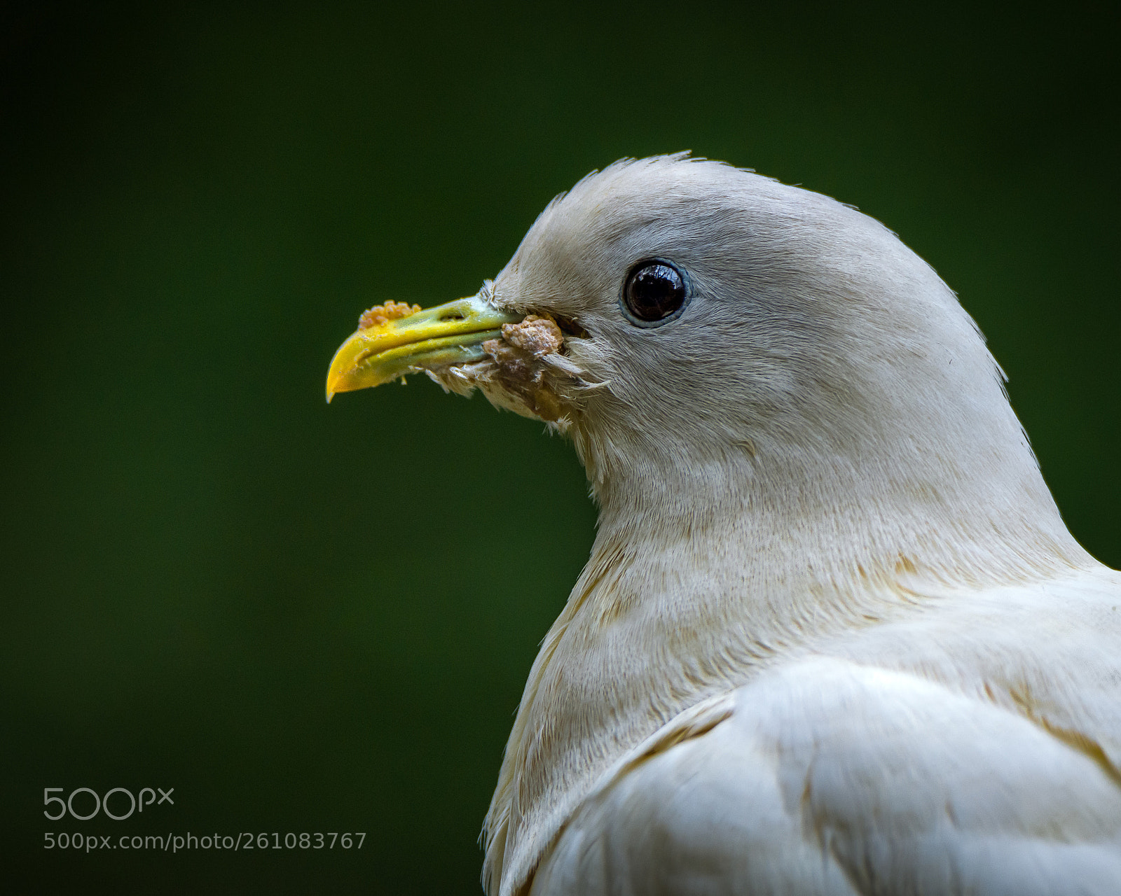 Nikon D7200 sample photo. White beauty ii photography