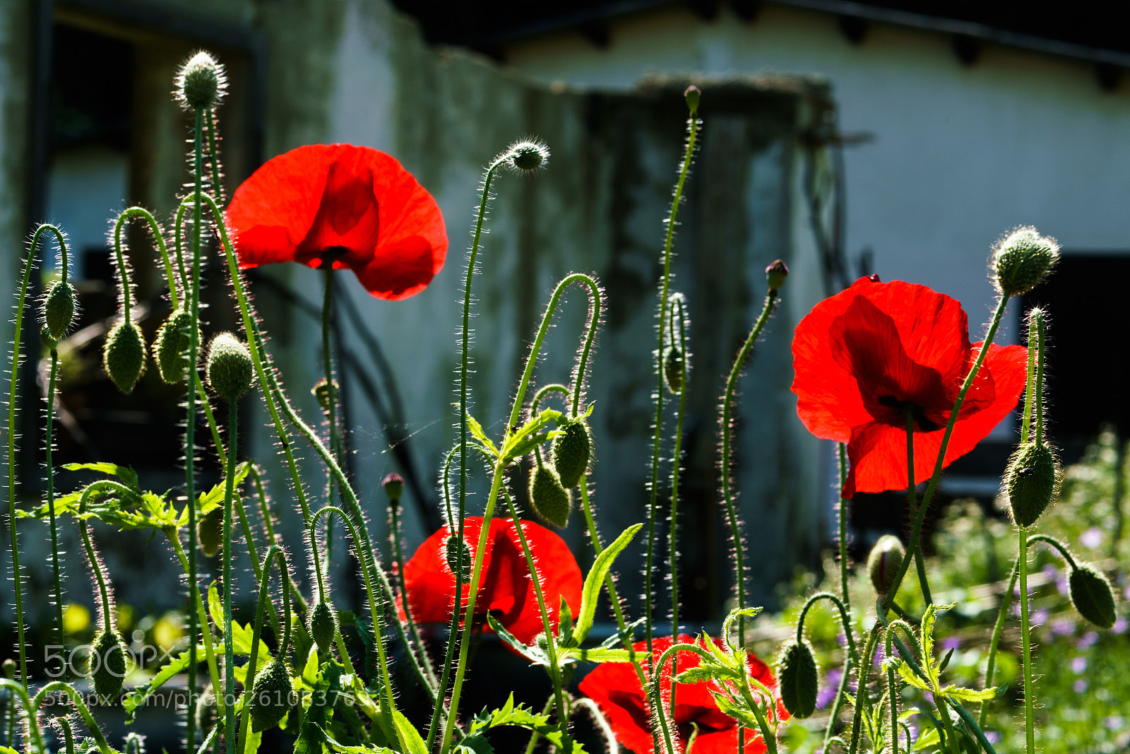 Sony a7R II sample photo. Mohn photography
