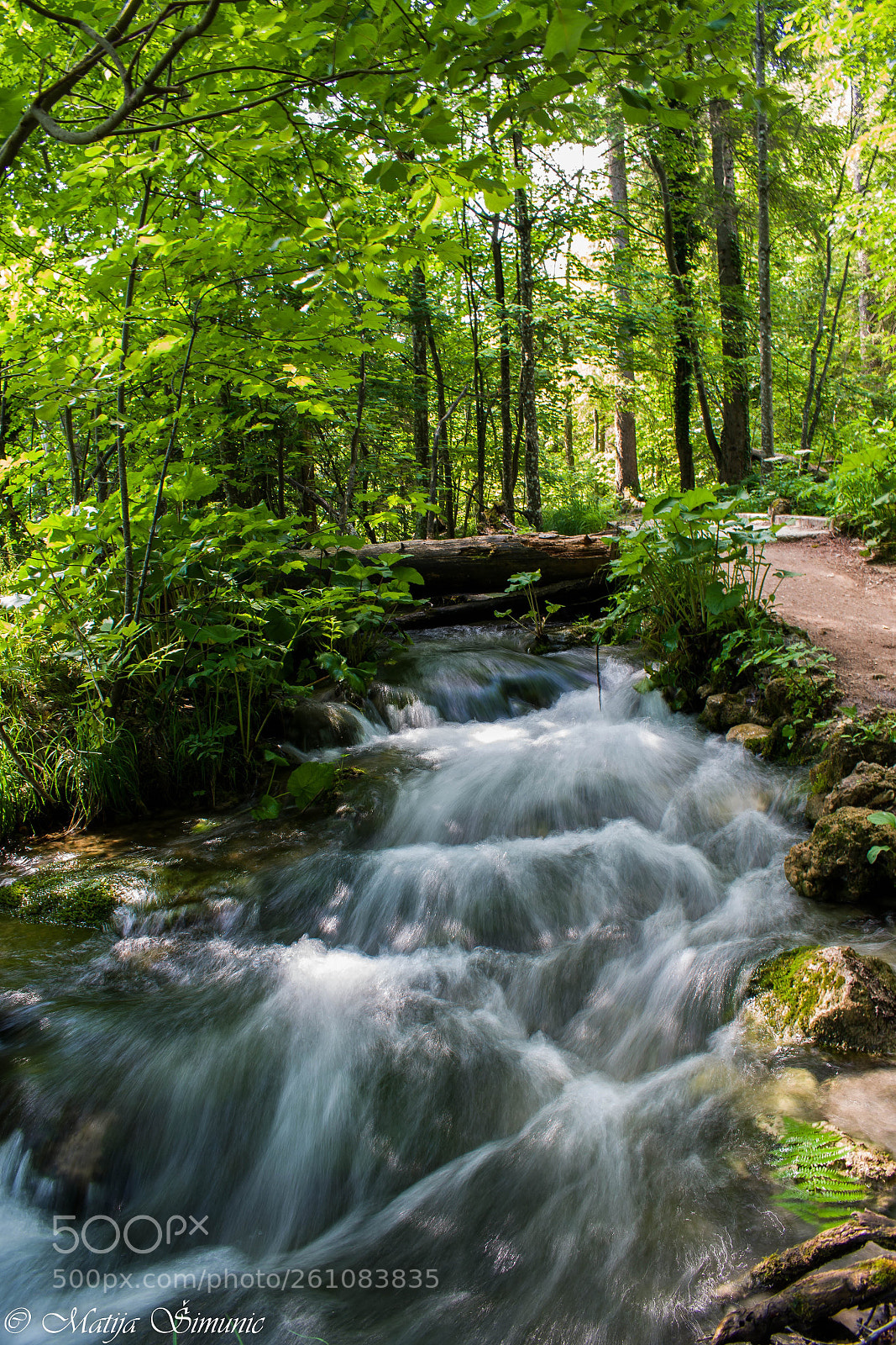 Nikon D5300 sample photo. Forest flow photography