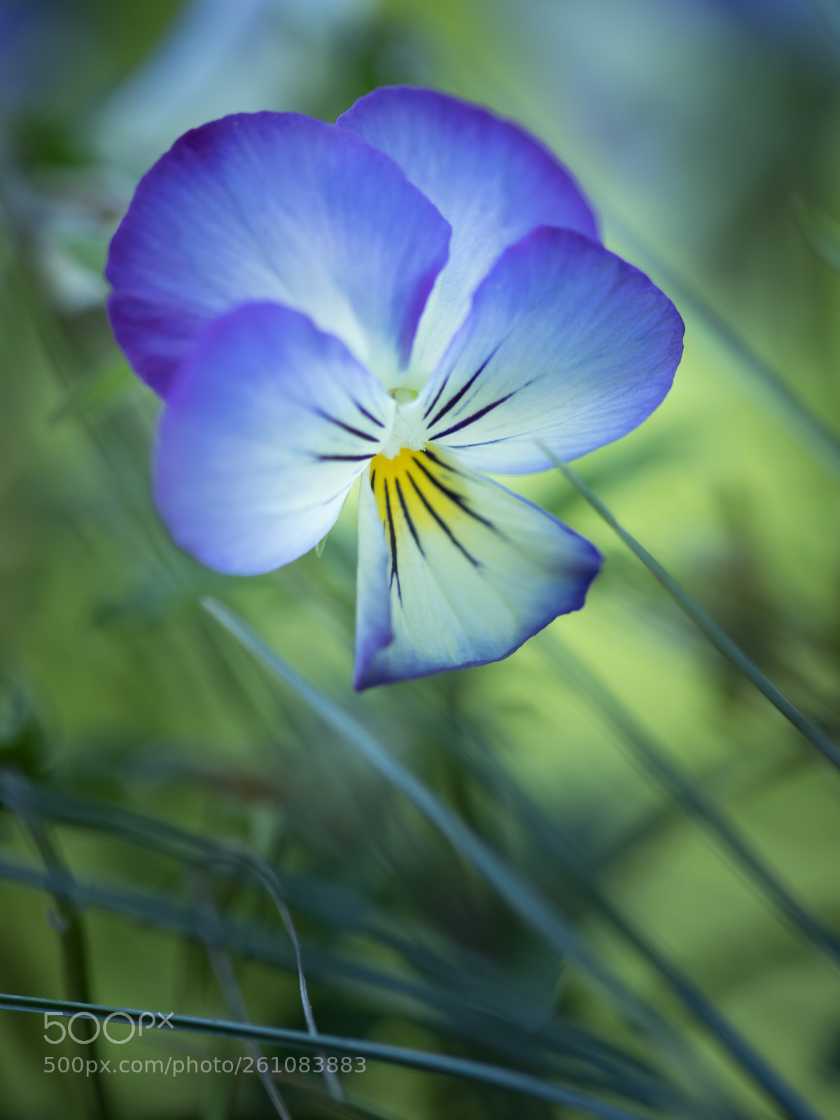 Canon EOS 6D Mark II sample photo. Viola photography