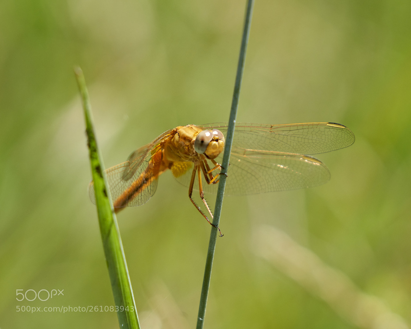 Sony a7R III sample photo. Dragonfly photography