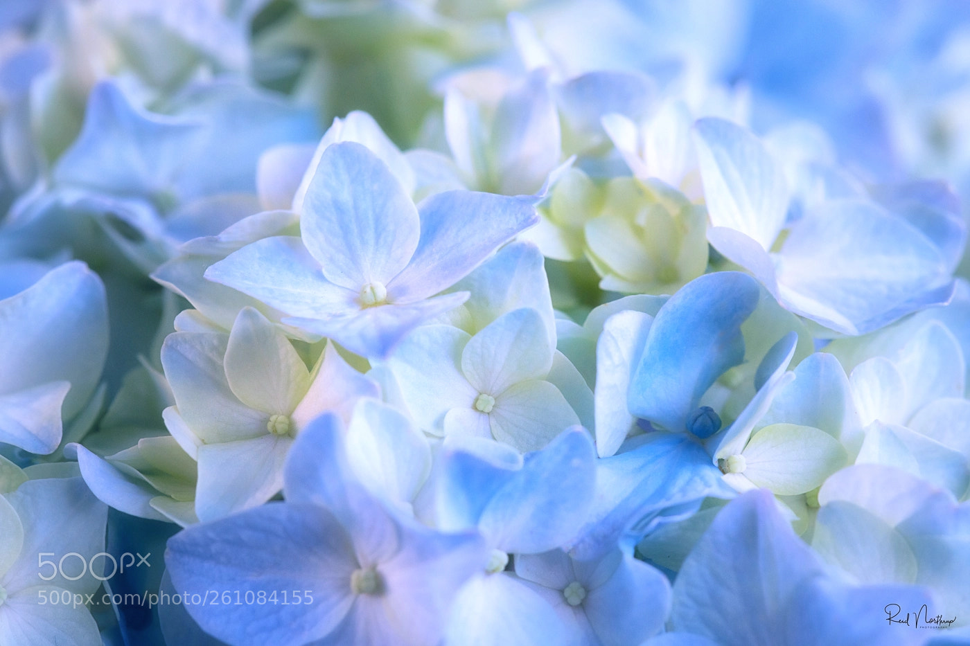 Nikon D850 sample photo. Hydrangea macro photography