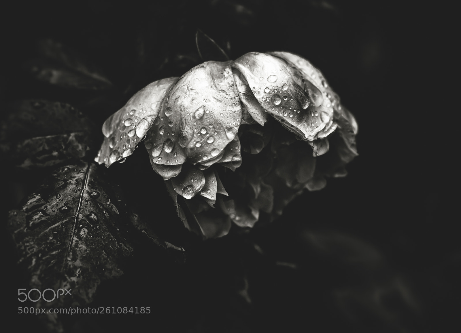 Nikon D5500 sample photo. Back to black photography