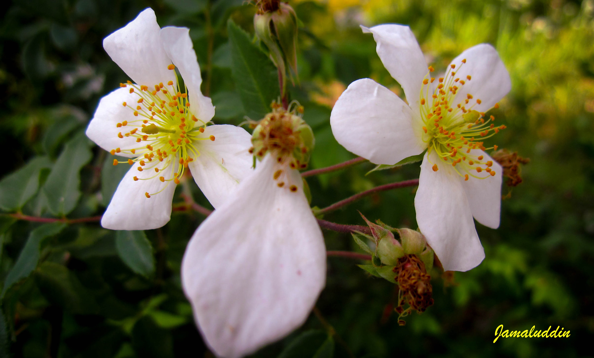 Canon PowerShot SD880 IS (Digital IXUS 870 IS / IXY Digital 920 IS) sample photo. Flowers.... photography