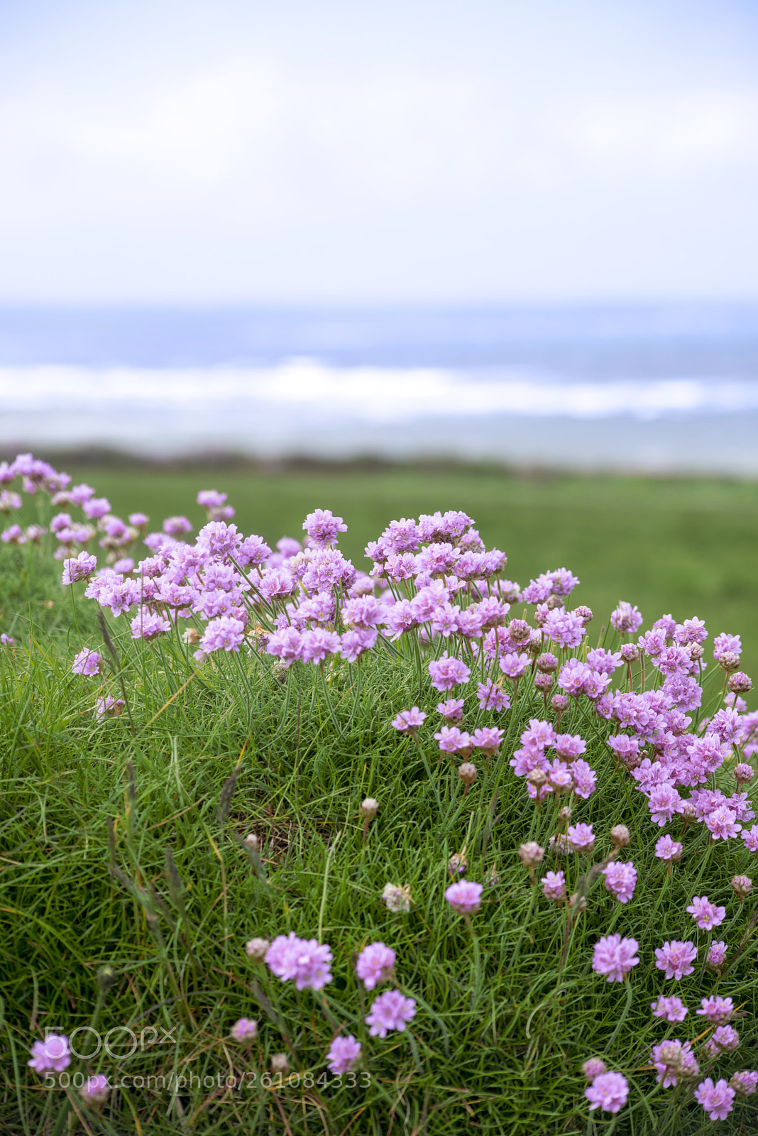 Nikon D610 sample photo. Wild flowers on the photography