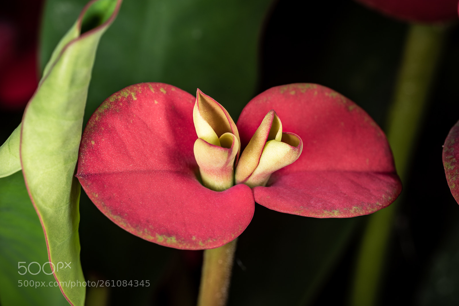 Nikon D810 sample photo. Macro photography