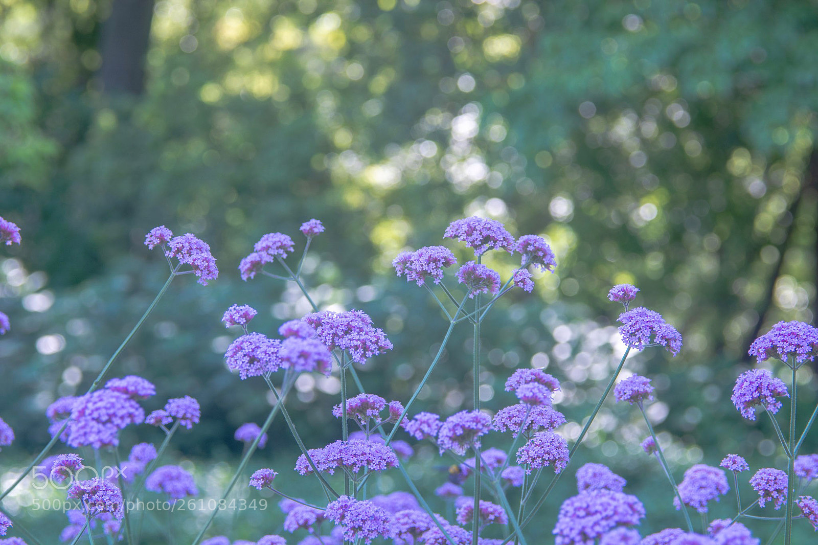 Nikon D7100 sample photo. Xx photography