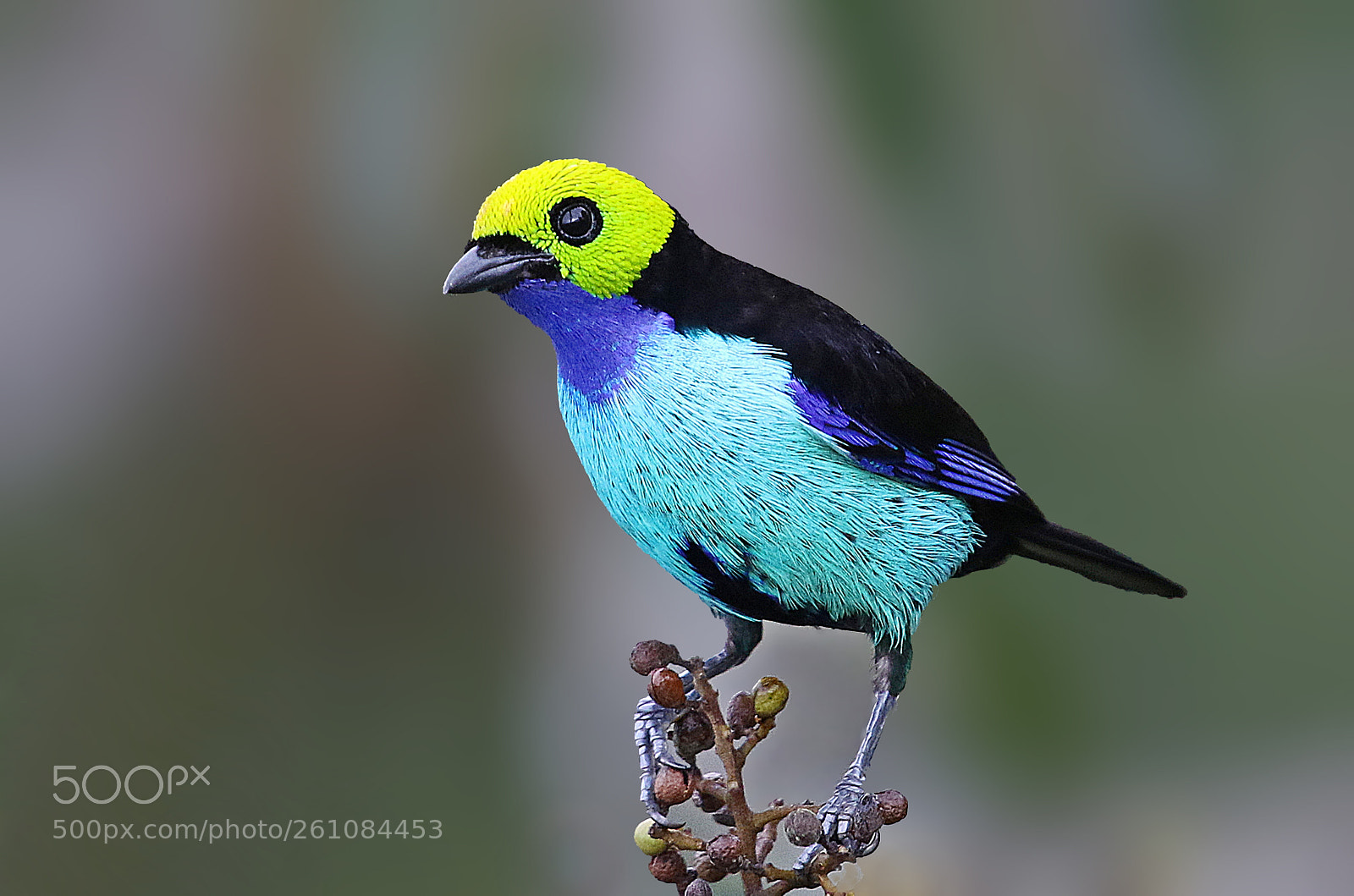 Canon EOS 7D Mark II sample photo. Sete cores da amazonia photography