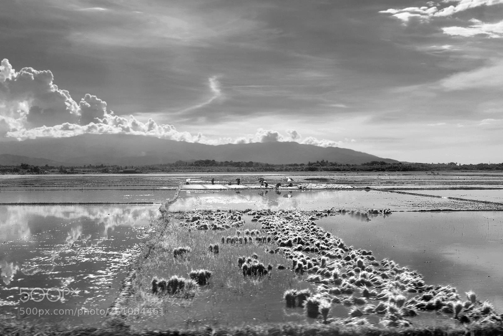 Nikon D610 sample photo. Workers in a paddy photography