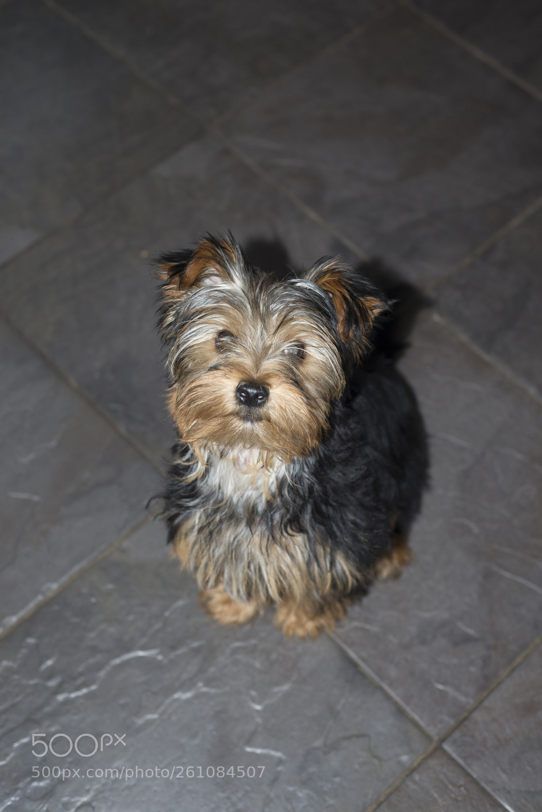 Nikon D610 sample photo. Young grey mini yorkie photography