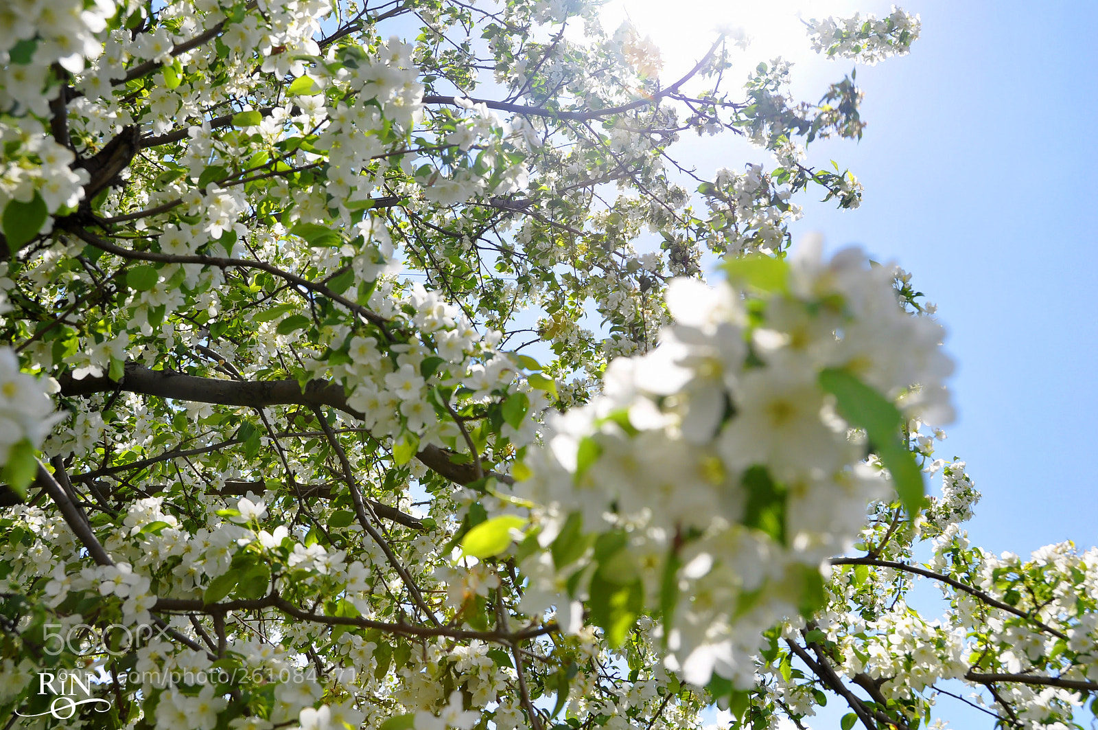 Nikon D90 sample photo. Up photography