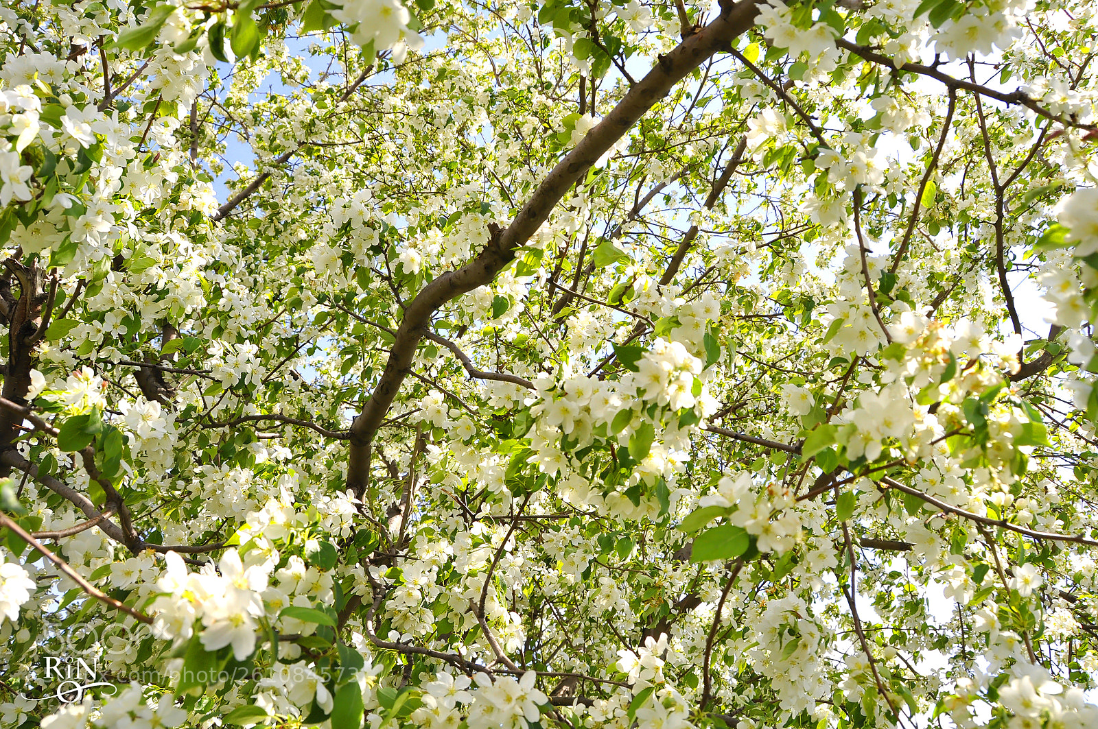 Nikon D90 sample photo. Flower cobweb photography