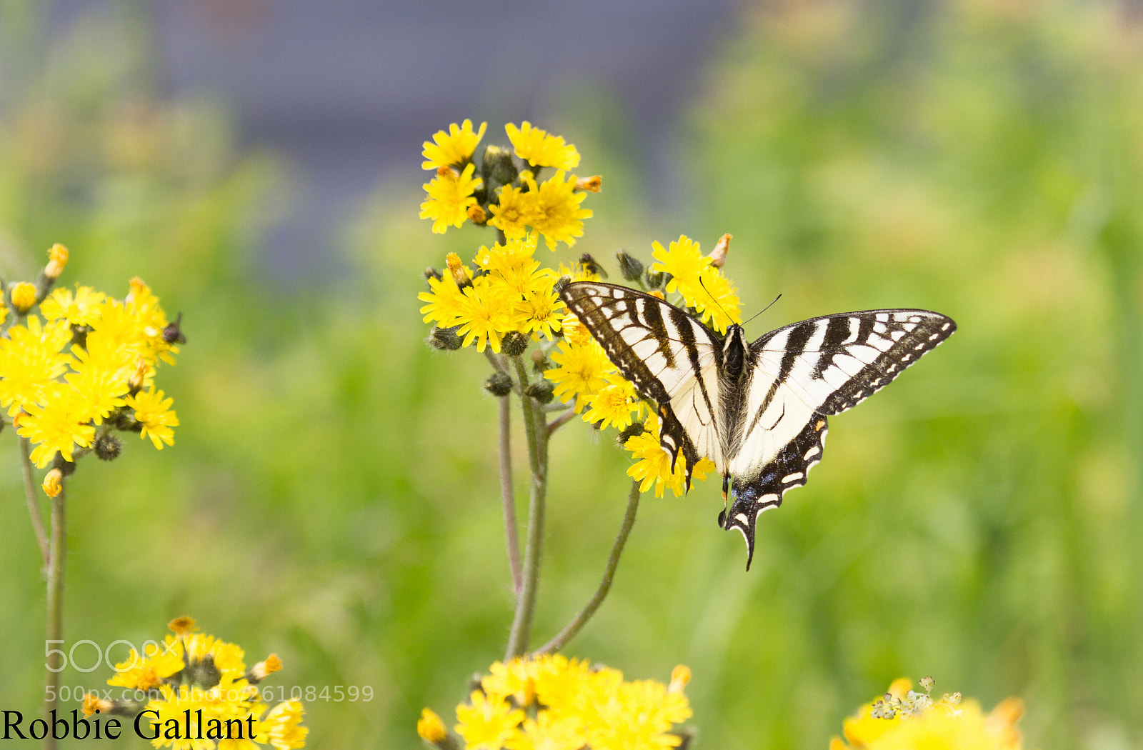 Canon EOS 7D sample photo. Eastern tiger swallowtail in photography
