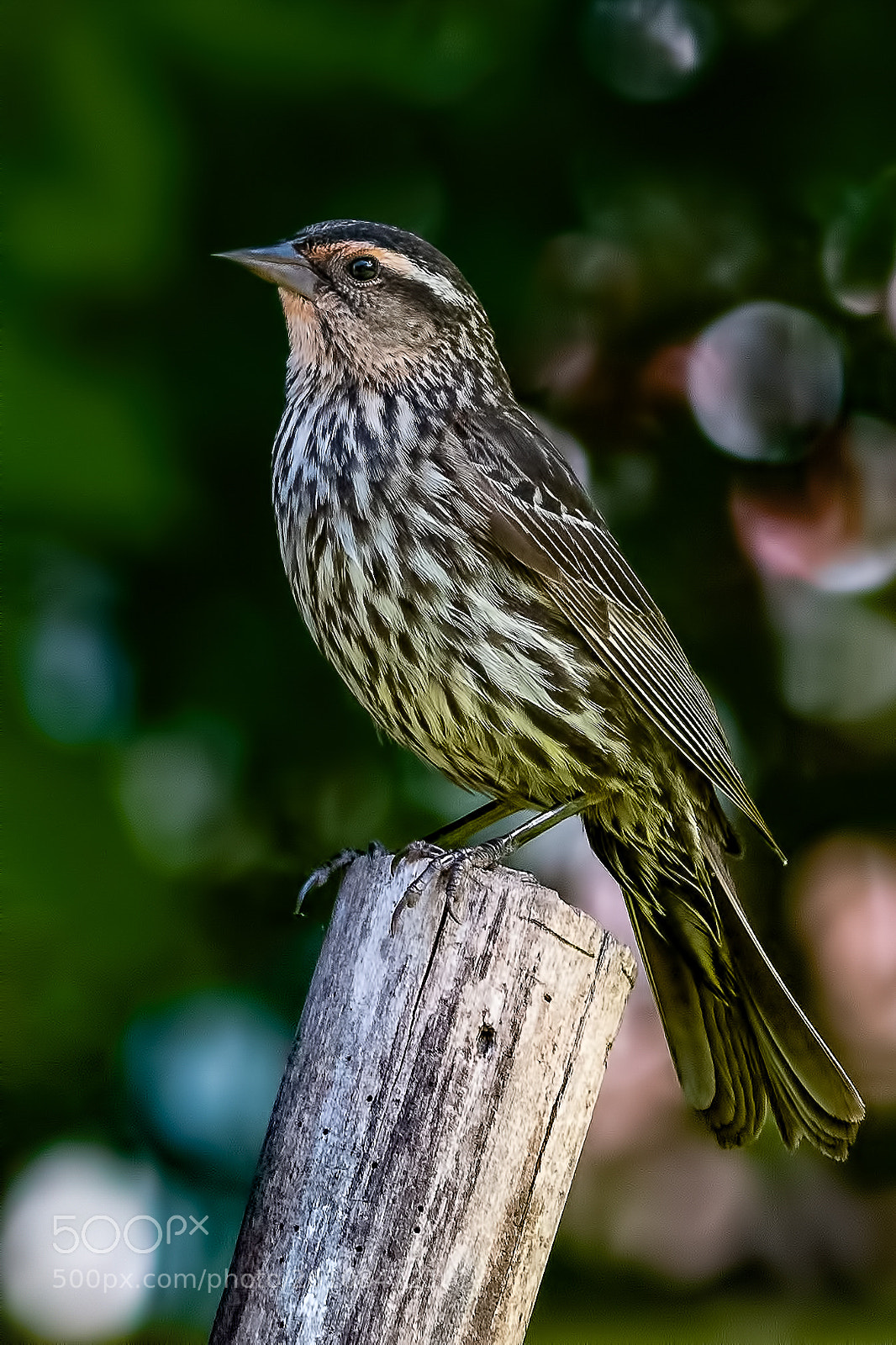 Nikon D850 sample photo. Red winged blackbird photography