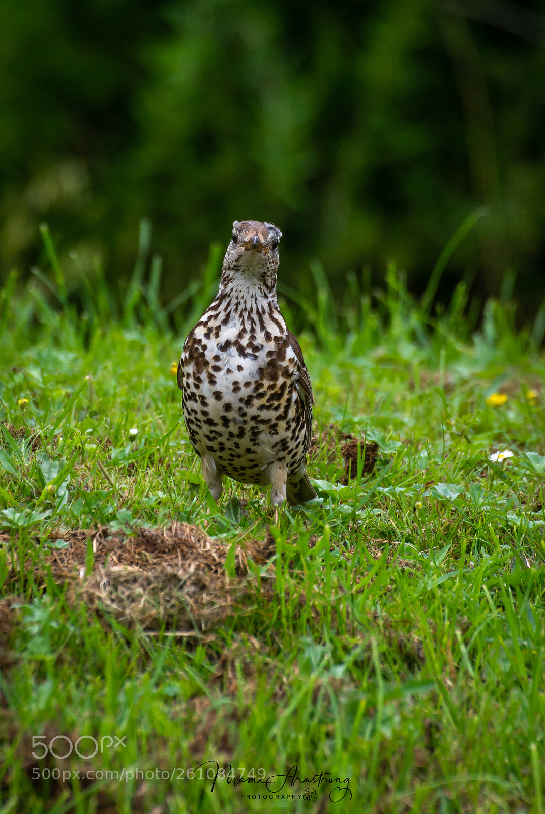 Nikon D7100 sample photo. The stare off photography