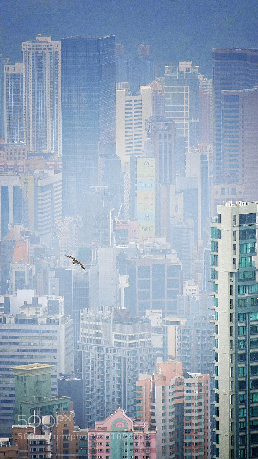 Nikon D7200 sample photo. Soaring free photography