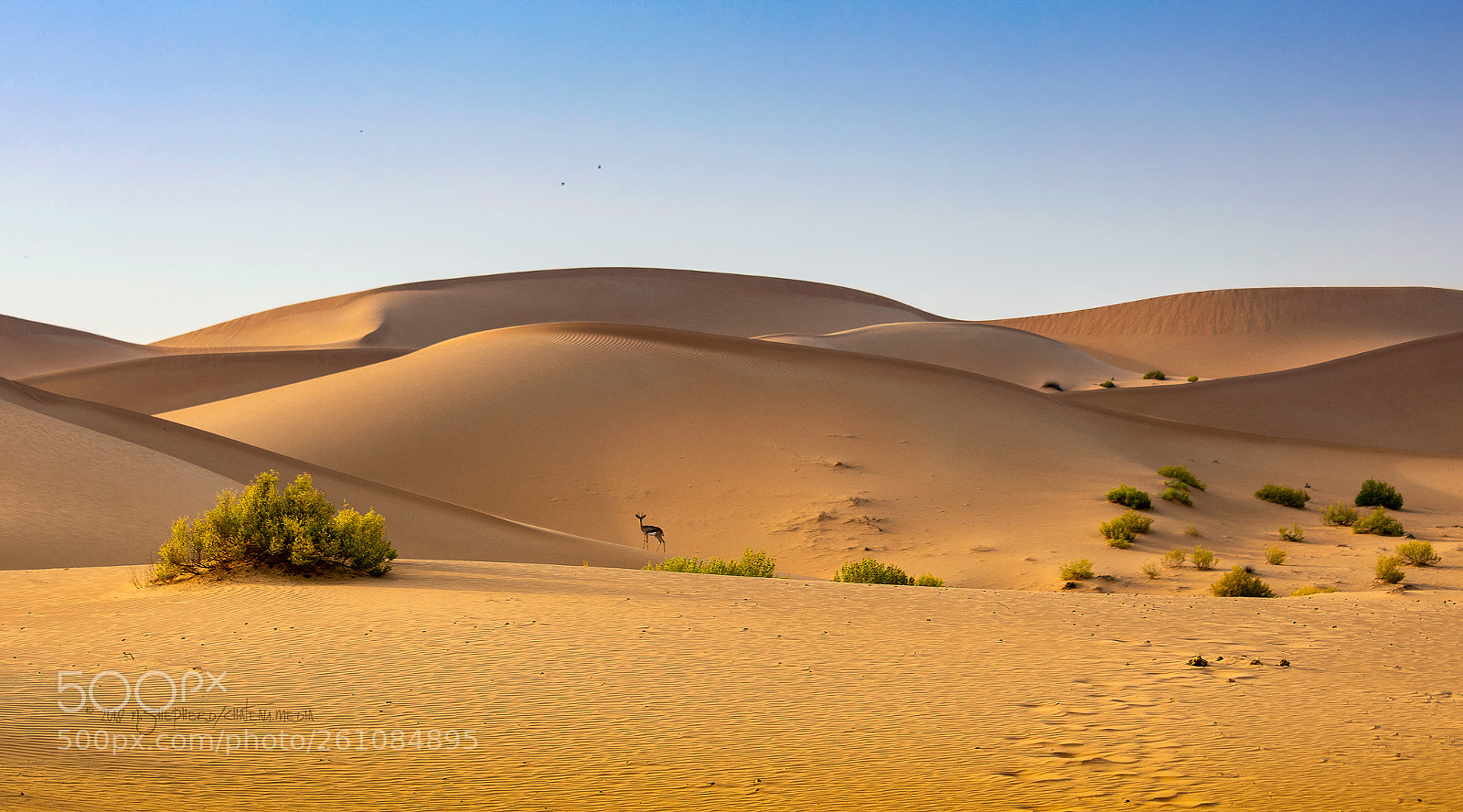 Canon EOS 5D Mark IV sample photo. Desert landscape at telal photography