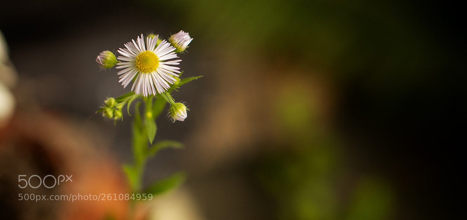 Nikon D7100 sample photo. Camomilla photography