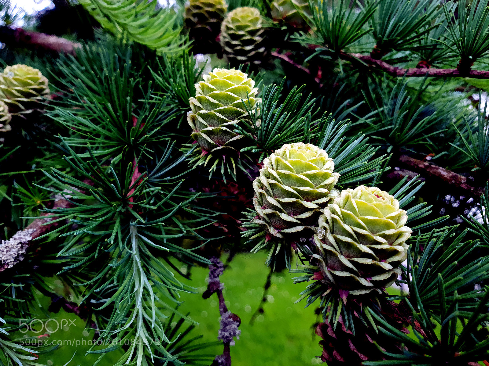 Samsung Galaxy S9+ sample photo. Larix kempferii - macesen photography