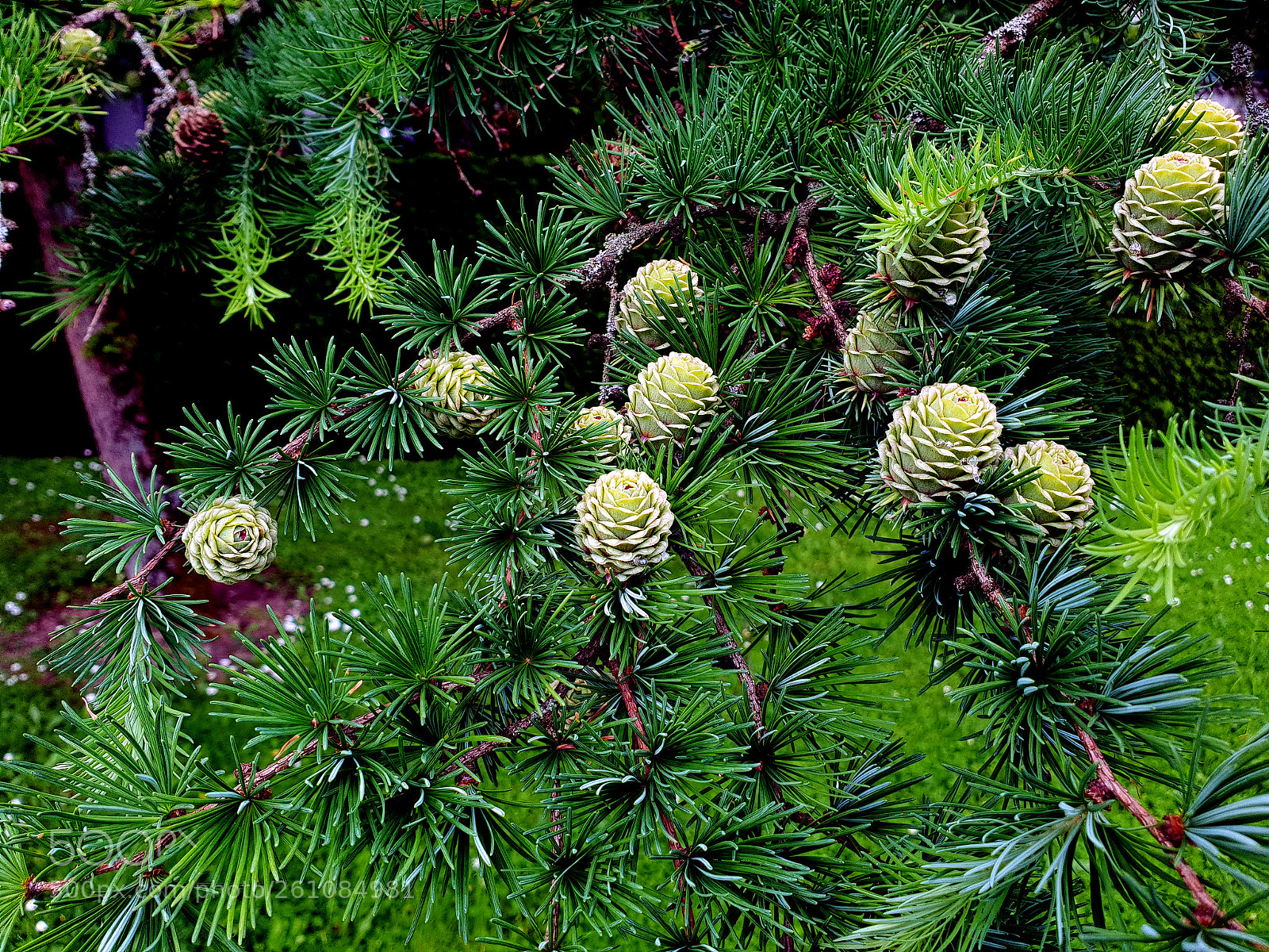 Samsung Galaxy S9+ sample photo. Larix kempferii - macesen photography