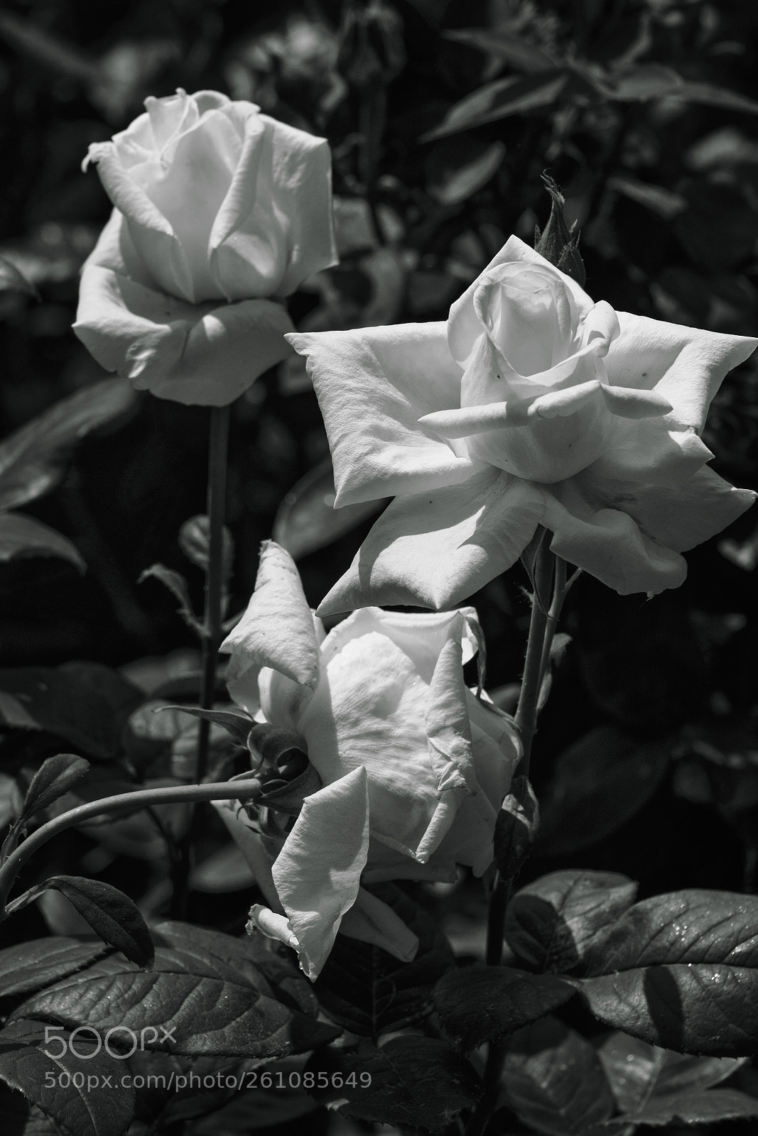 Sony a7R III sample photo. White roses bn photography