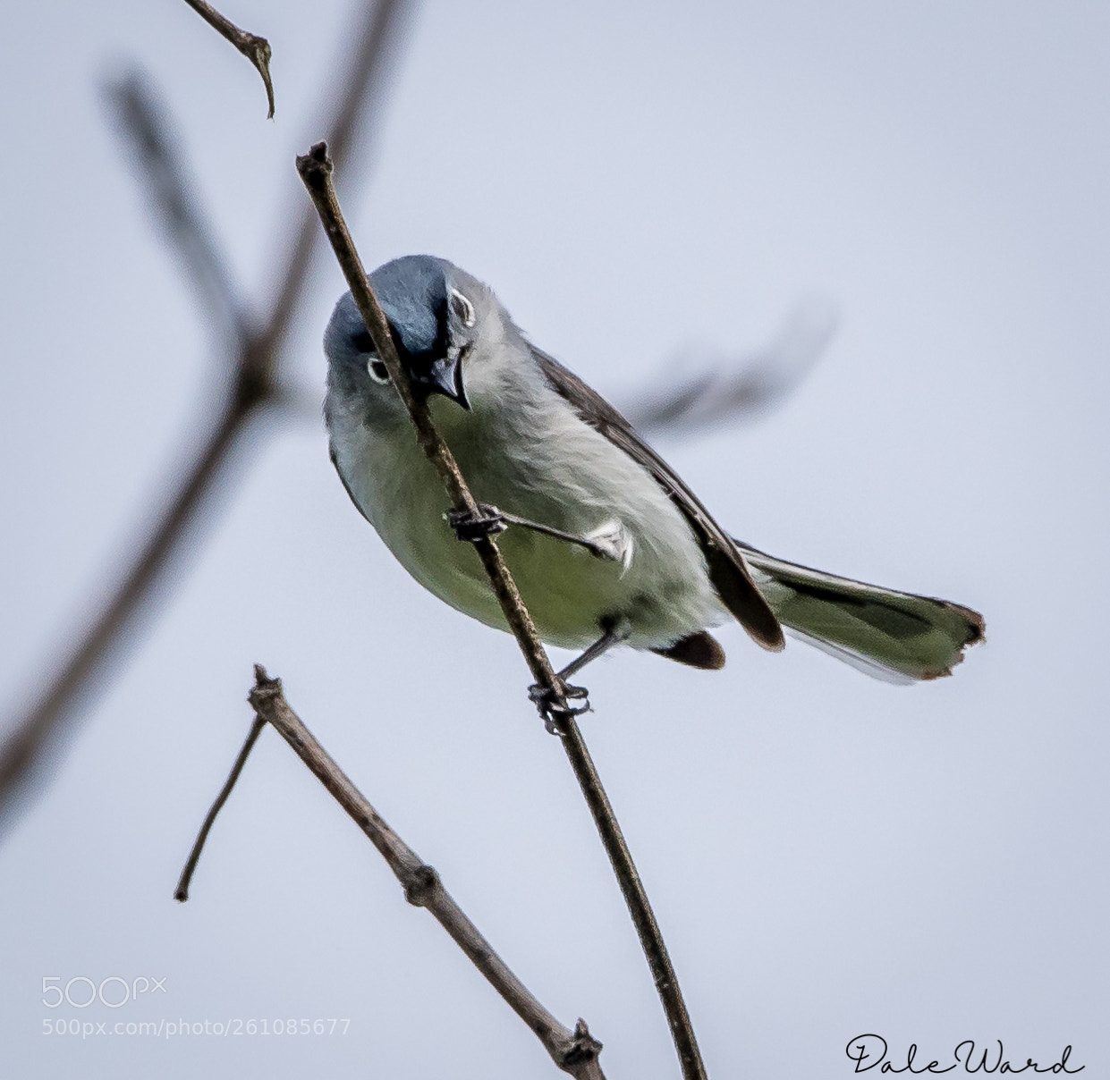 Nikon D500 sample photo. Blue gray gnatcatcher photography