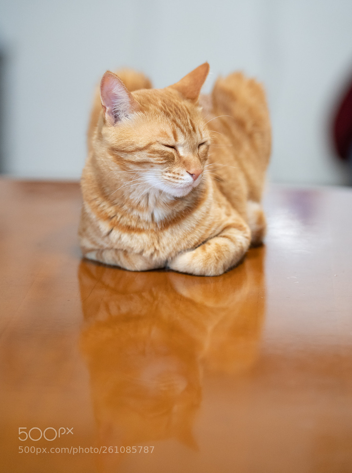 Sony a7R III sample photo. Kitty reflection photography