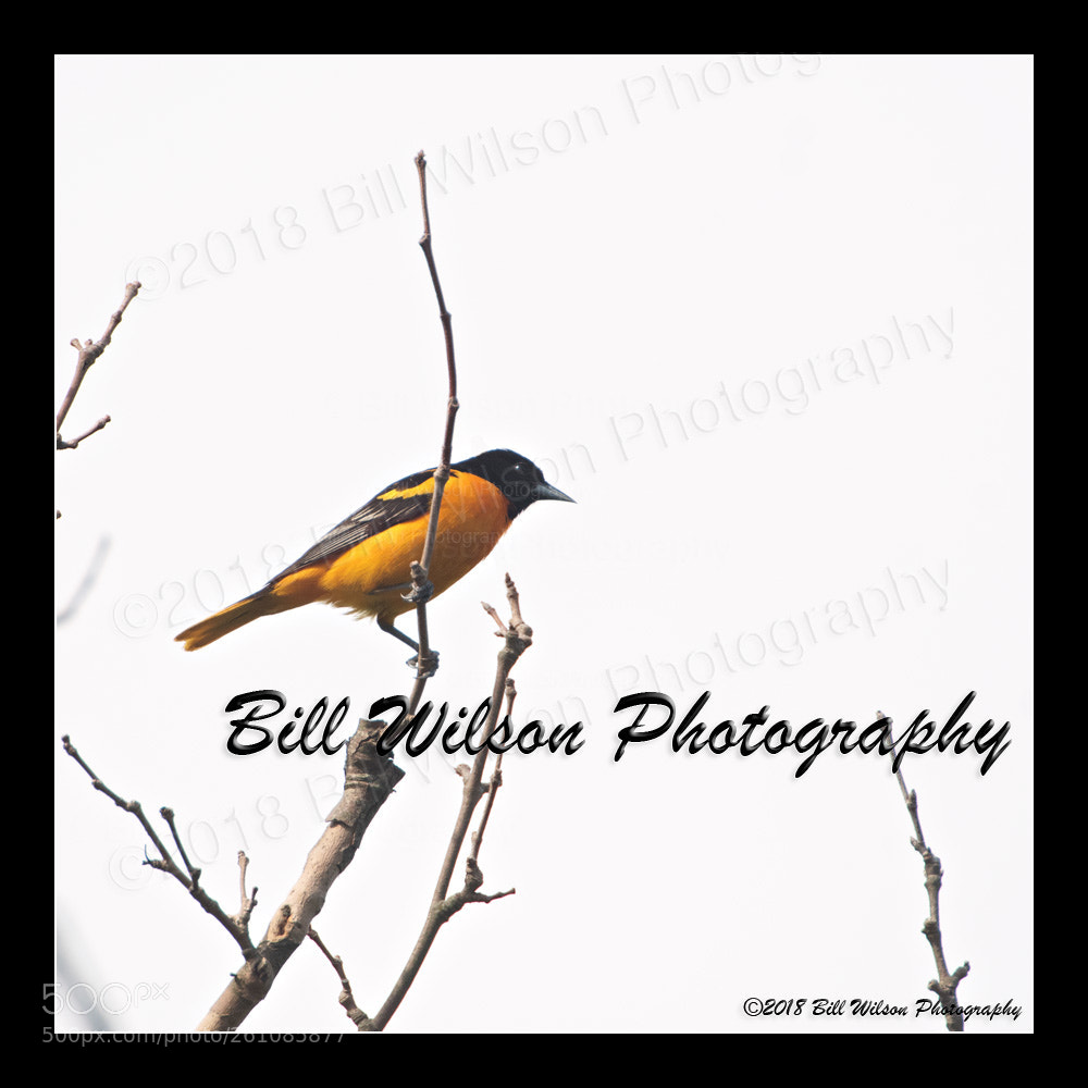 Nikon D500 sample photo. Baltimore oriole photography