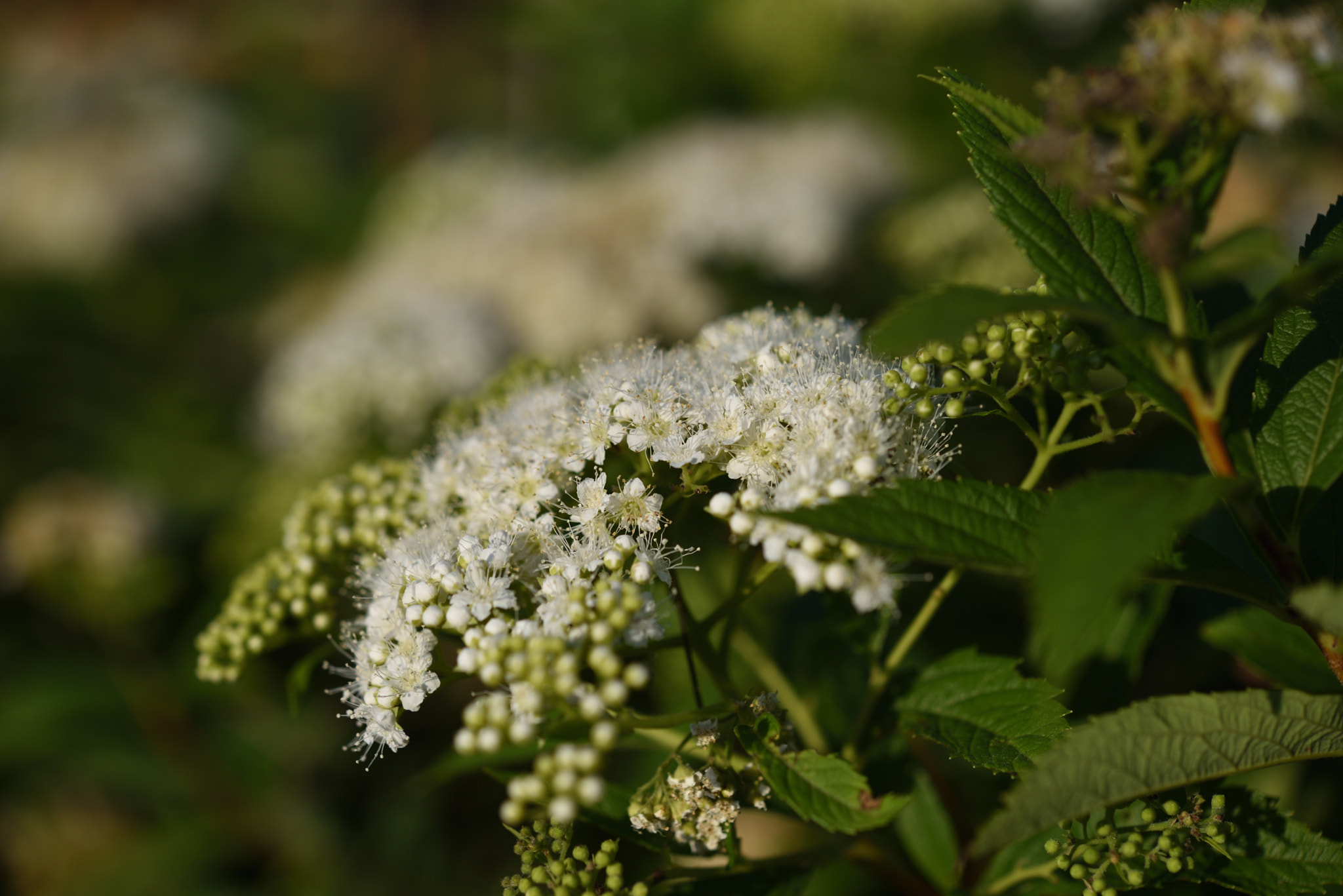 Nikon D750 + Nikon AF-S Micro-Nikkor 60mm F2.8G ED sample photo. ナツユキソウ photography