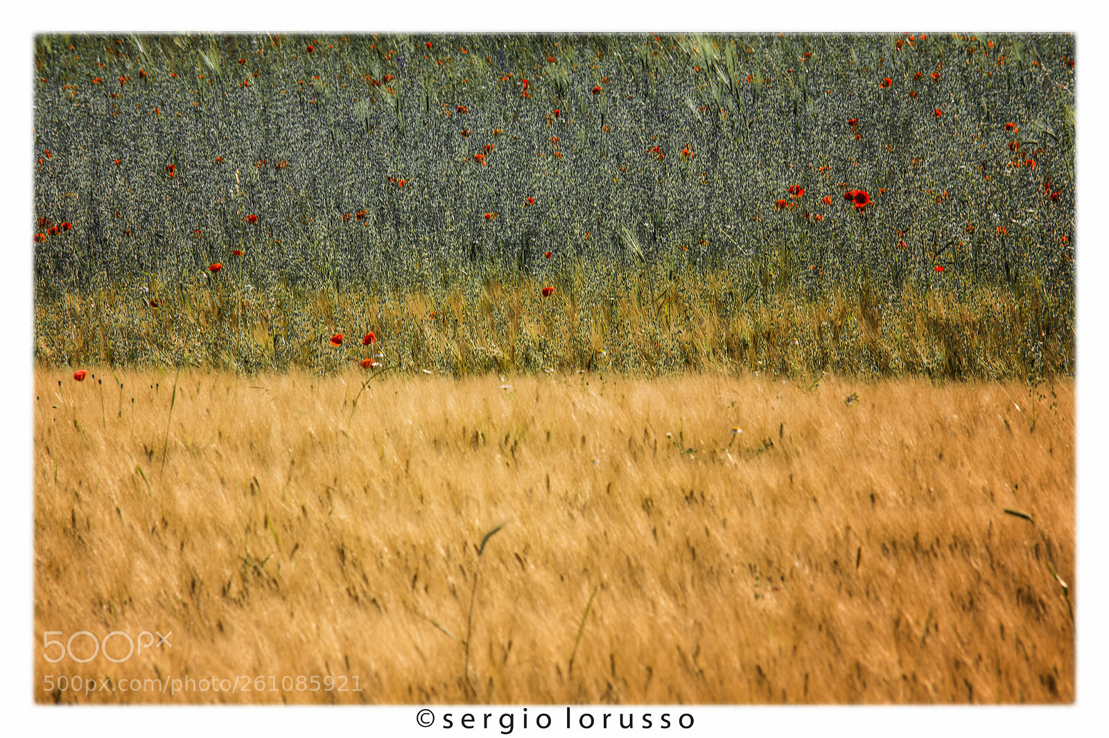 Nikon D7200 sample photo. Giugno photography