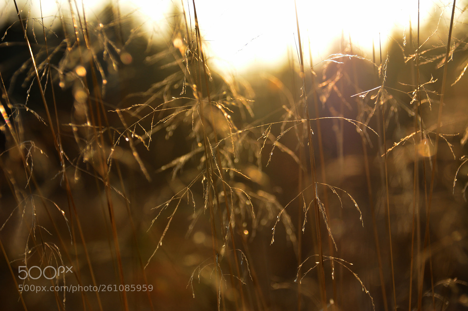 Nikon D7100 sample photo. Warmth of decay #4 photography