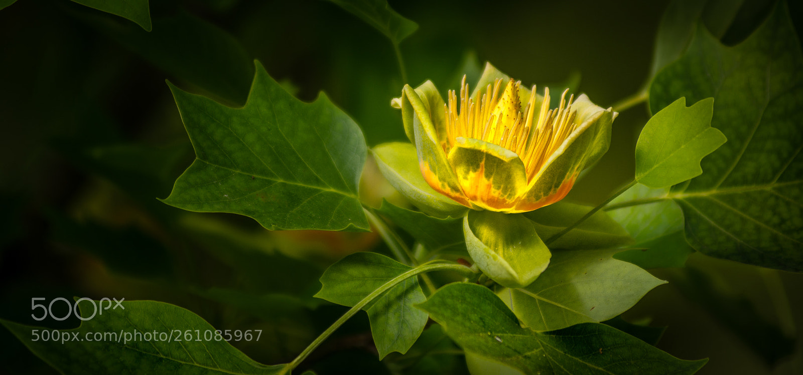 Nikon D7100 sample photo. Lyriodendron flower photography
