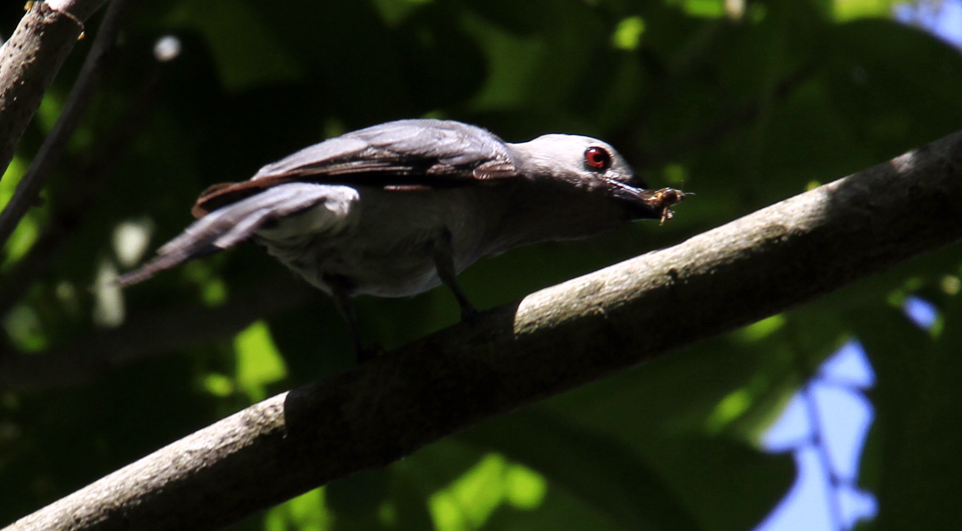 Canon EOS 7D sample photo. Pericrocotus cantonensis photography