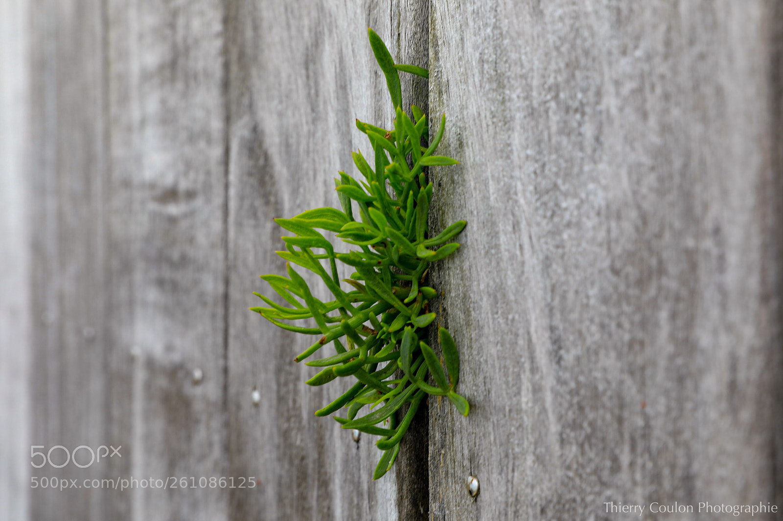 Canon EOS 5D Mark IV sample photo. Récalcitrant  photography