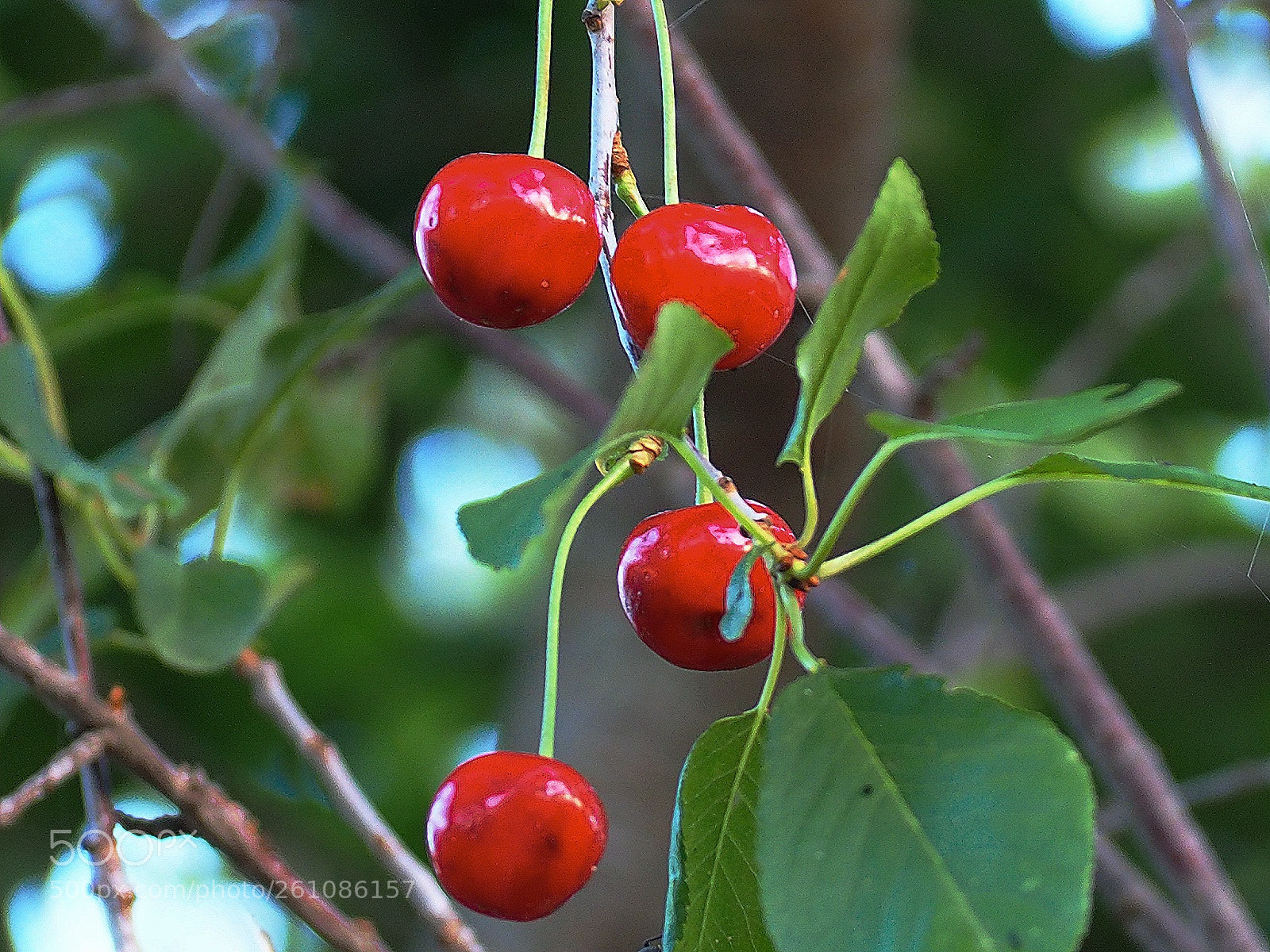 Olympus OM-D E-M10 II sample photo. Summer " gifts" photography