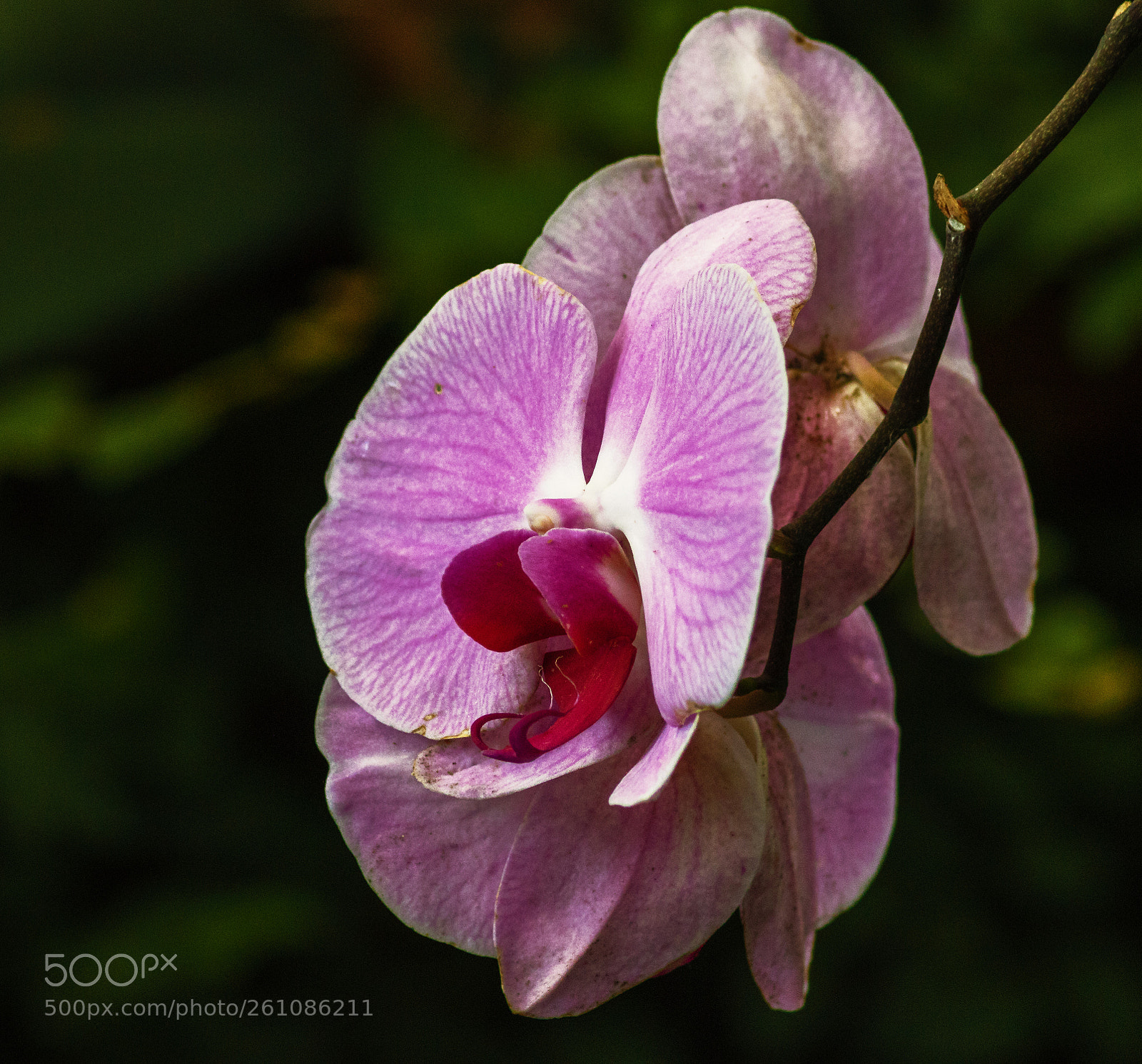 Canon EOS 750D (EOS Rebel T6i / EOS Kiss X8i) sample photo. Orchidee ii photography