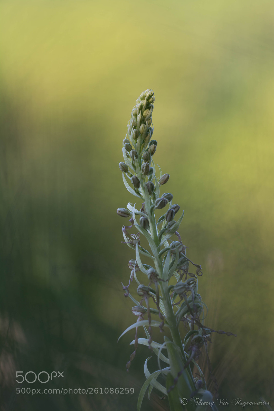 Nikon D7100 sample photo. Orchidées sauvages photography