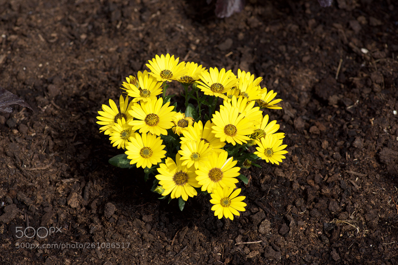 Nikon D810 sample photo. High contrast photography