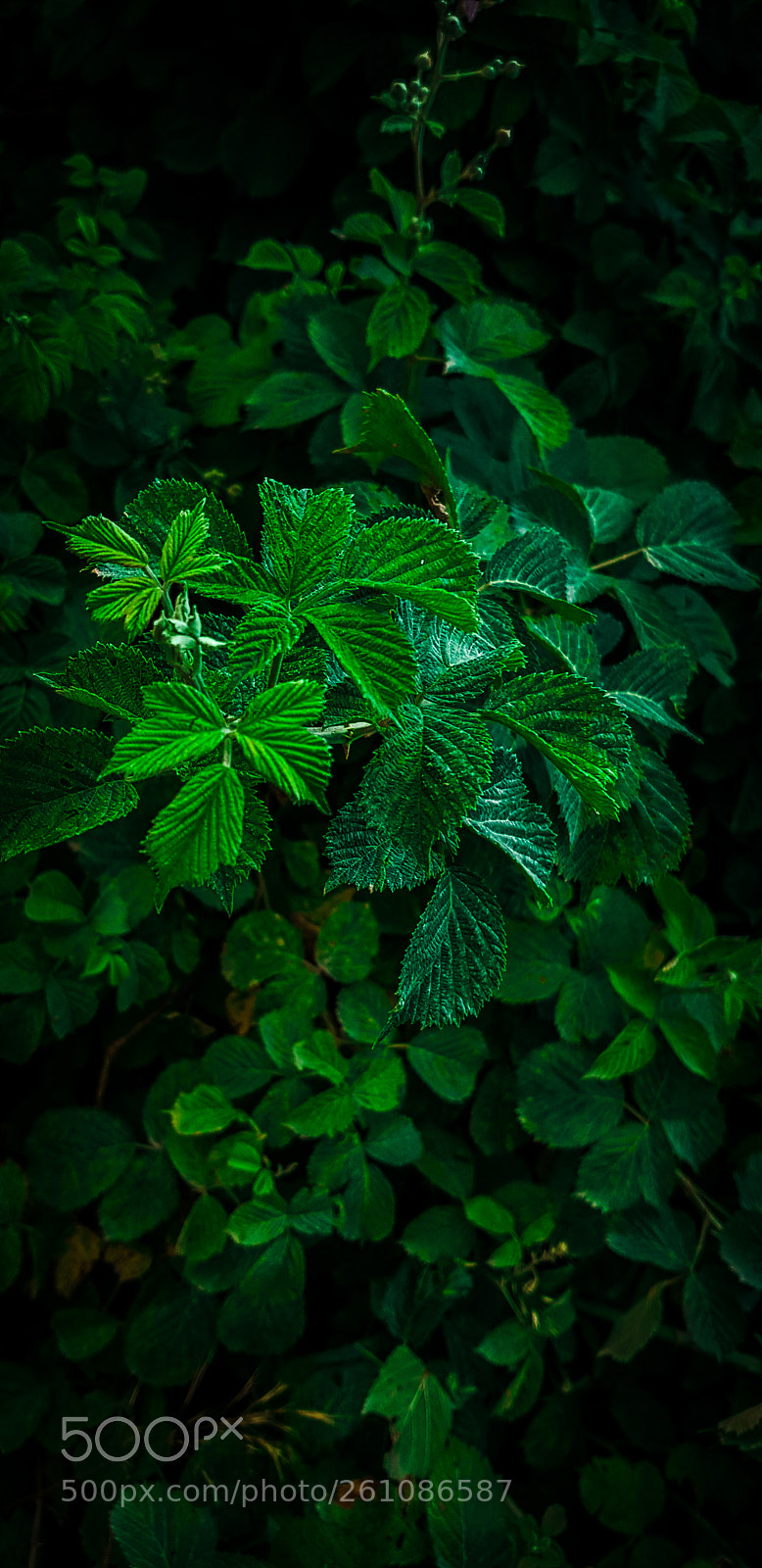 Samsung Galaxy S8 sample photo. Untitled photography