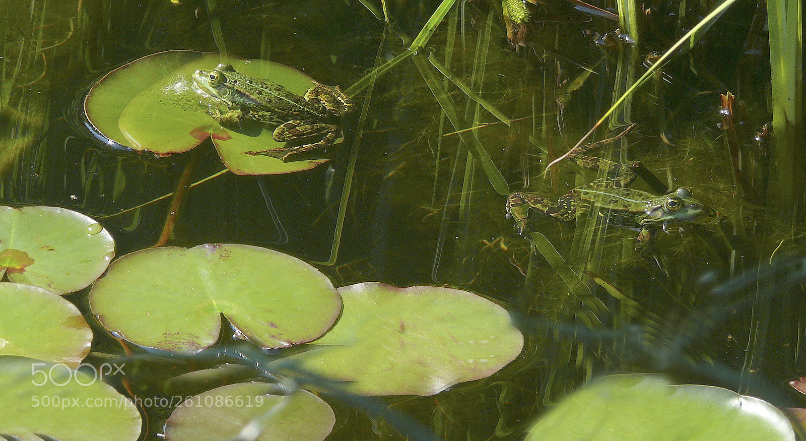 Panasonic DMC-FZ50 sample photo. Im gartenteich... photography