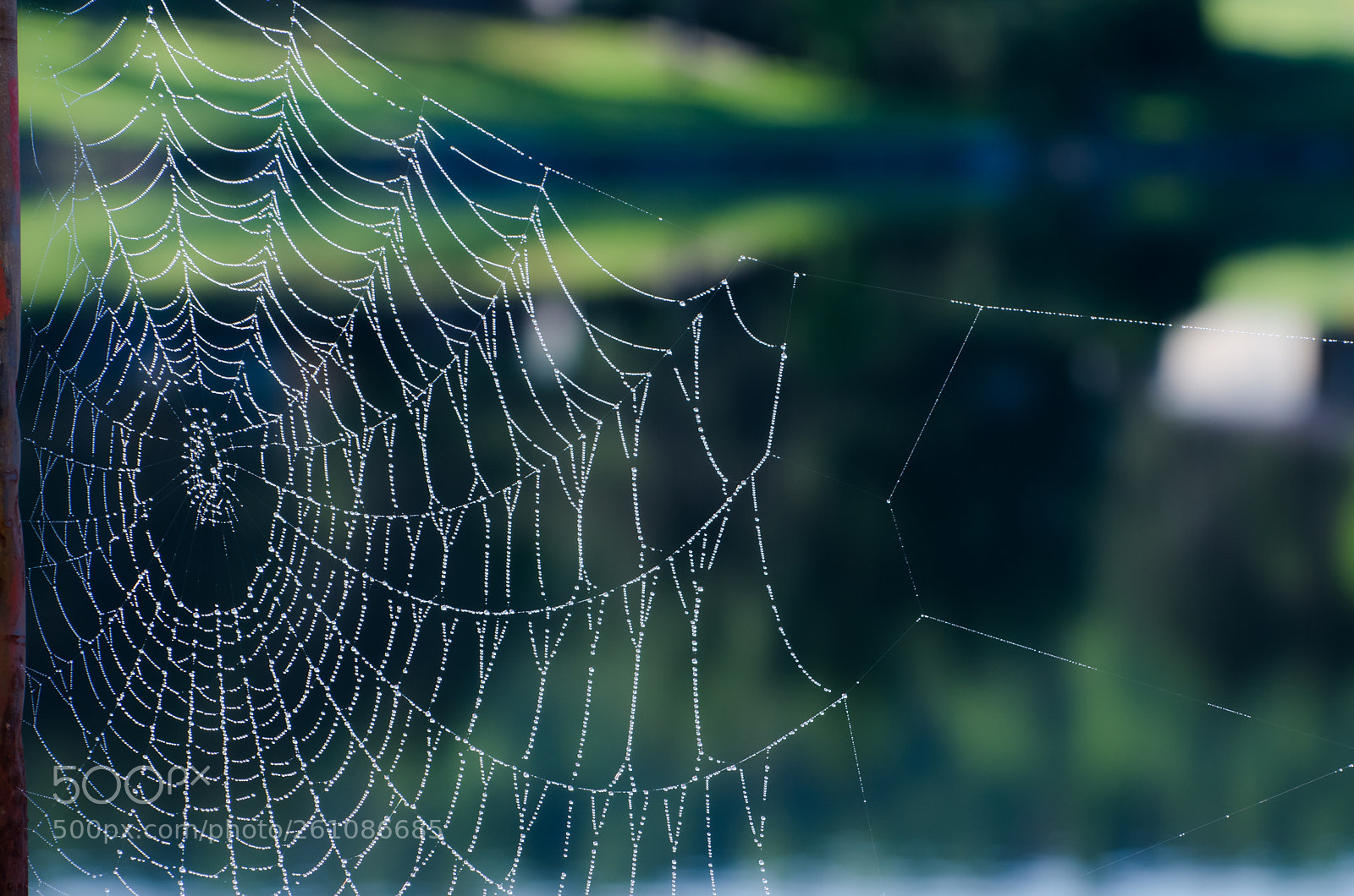 Nikon D7000 sample photo. Spider web photography