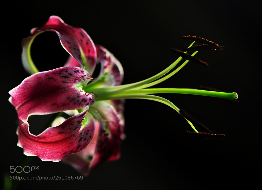 Nikon D90 sample photo. лилейник копия () photography