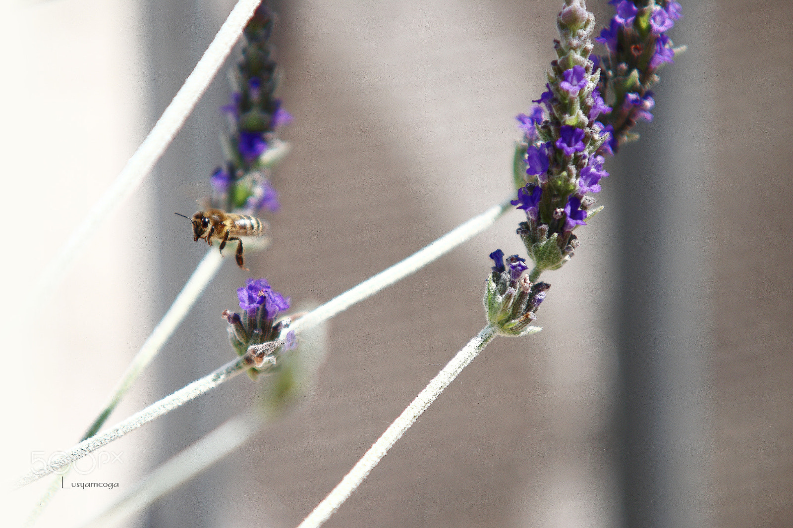 Canon EOS 70D sample photo. Bee photography