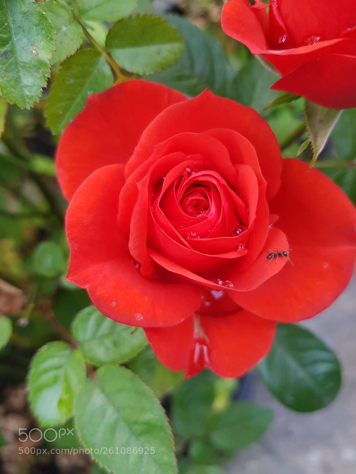 Samsung Galaxy S8 sample photo. Untitled photography