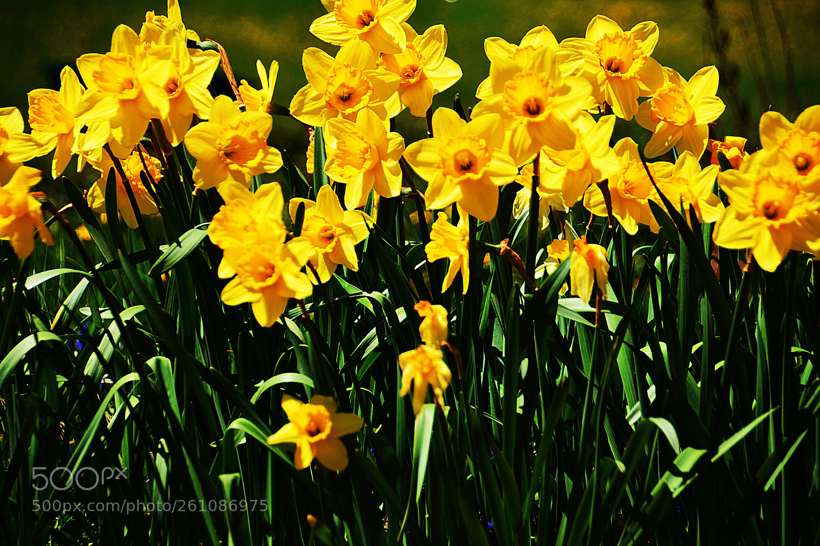 Nikon D7100 sample photo. Jonquilles photography