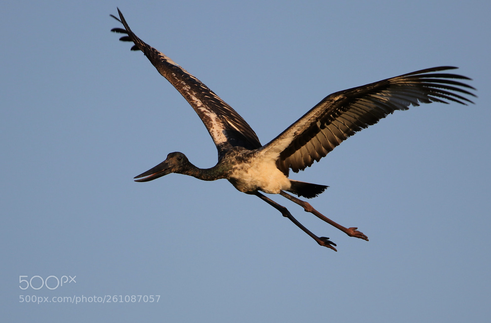 Canon EOS 80D sample photo. Black-necked stork juvenile photography