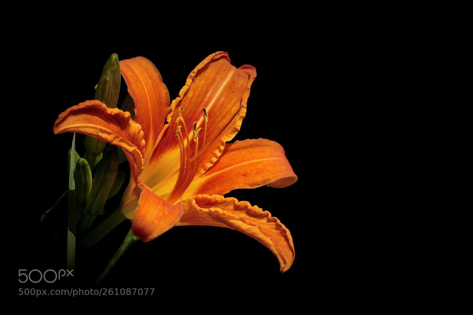 Canon PowerShot SX540 HS sample photo. Lilium bulbiferum photography